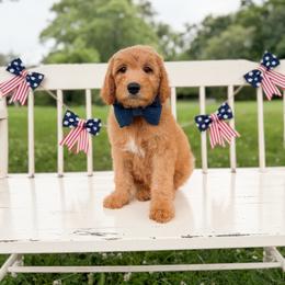 Rowdy - Red  male Goldendoodle puppy in Ooltewah, Tennessee from Allison Family Doodles