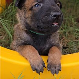 Croft's Green - Mahogany male Belgian Malinois puppy in Berry, Alabama from North River k9