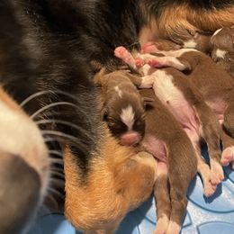 Australian Shepherd and Poodle Puppies from The Mason Farm