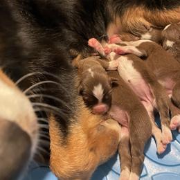 Australian Shepherd and Poodle Puppies from The Mason Farm