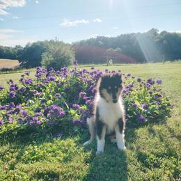 Collie Puppies from Aryggeth Collies