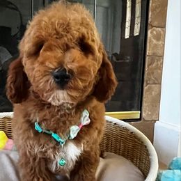 Jake - Red male Cavapoo puppy in Los Angeles, California from Myles Barnum