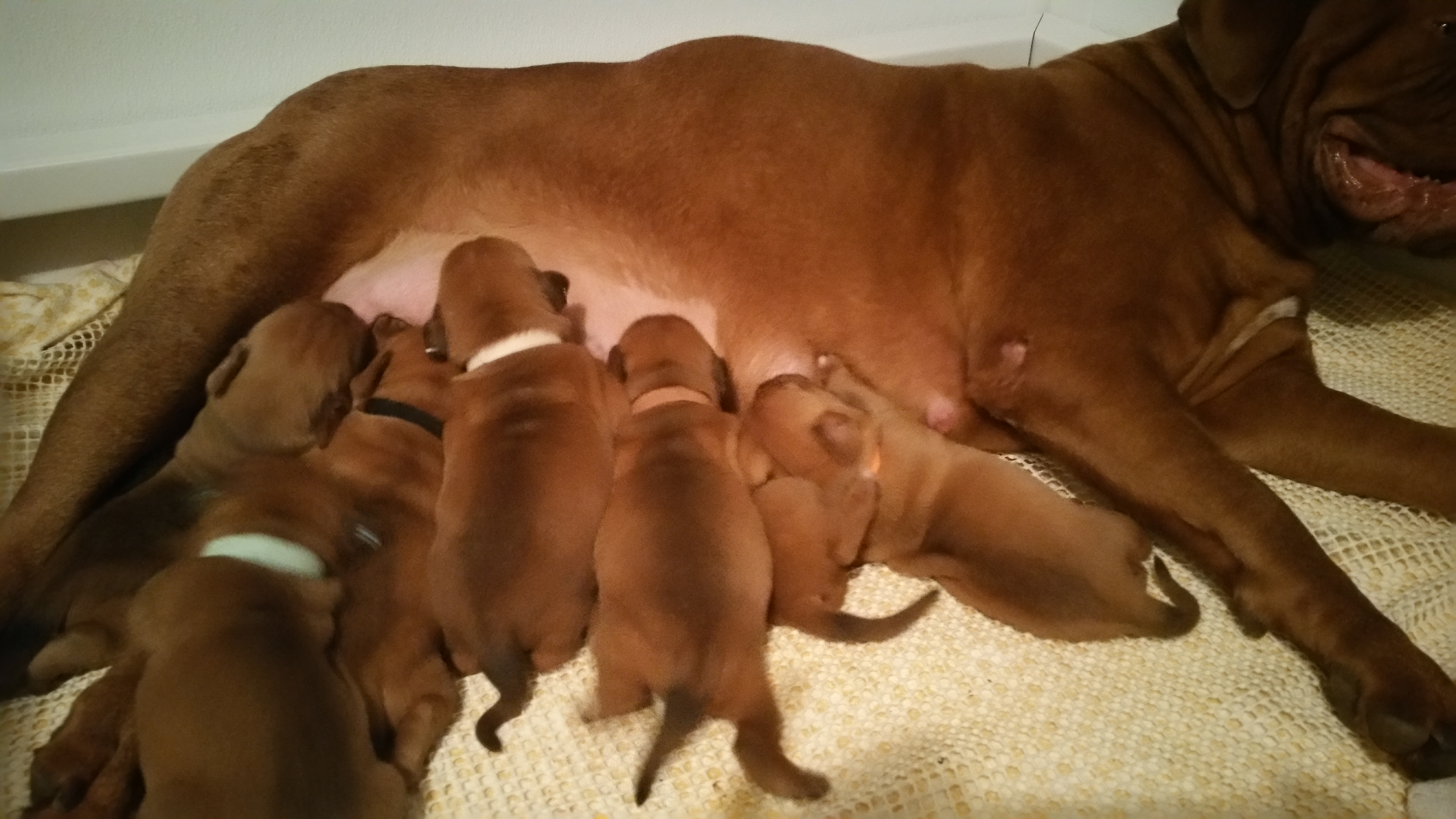 Dogue de Bordeaux Puppies from GingerHaus DDB