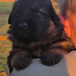 Pink - Black and red female German Shepherd puppy in Orrick, Missouri from Schultz's Premium German Shepherds
