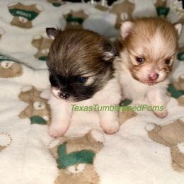 Pomeranian Puppies from Texas Tumbleweed Poms