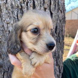 Mr Red Collar boy - Cream male Dachshund puppy in Bullard, Texas from Mimidachs of Texas