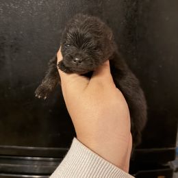 Star - Black and tan female Pomeranian puppy in Ector, Texas from BB Pomeranians