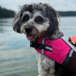Aussiedoodle, Miniature Australian Shepherd, and Toy Australian Shepherd All Grown Up from Cotton Country Kennels