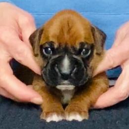 Purple - Fawn male Boxer puppy in Oregon, Pennsylvania from Schaible's Boxer Huddle