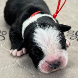 Red collar - Black tri male Miniature Australian Shepherd puppy in Brooker, Florida from Triple Branch Aussies