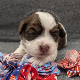Hot Fudge Sundae - Chocolate male Havanese puppy in Marysville, Ohio from Sweet Confections Havanese