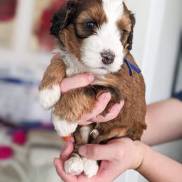 Bernedoodle, Goldendoodle, and Poodle Puppies from Teddy Doodles & Standard Poodles