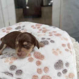 Brownie - Chocolate and cream female Dachshund puppy in Greenville, North Carolina from The Gorman Farms