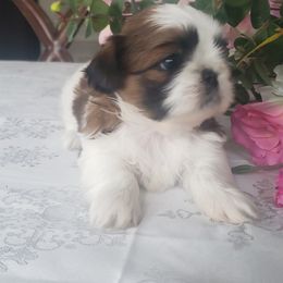French Bulldog and Shih Tzu Puppies from French Bulldogs Planet