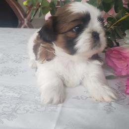 French Bulldog and Shih Tzu Puppies from French Bulldogs Planet