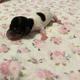Dachshund Puppies from L & J Kennel