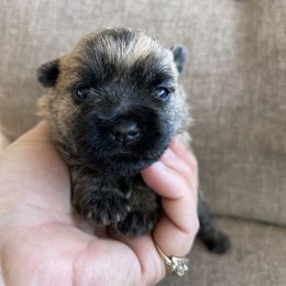 Boy 2 - Cream brindle male Cairn Terrier puppy in Pottersville, Missouri from Cairn Terriers of Heatherridge,LLC