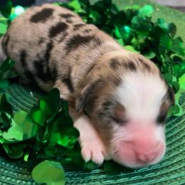 Clover - Blue merle female Australian Shepherd puppy in Marshall, Virginia from Greywood Farm Aussies