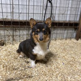 Oakley - Pembroke Welsh Corgi