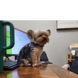 Papa - Yorkshire Terrier