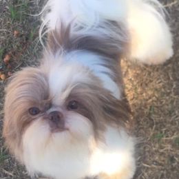 Loveë - Shih Tzu