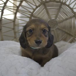 Toast - Dapple male Dachshund puppy in Phoenix, Arizona from Lengthydog.co