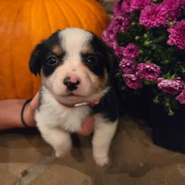 Male 4 - Black tri-color male Assorted Doodle Crosses puppy in Mouth Of Wilson, Virginia from Holly Ridge Aussies, Aussiedoodles & Corgis