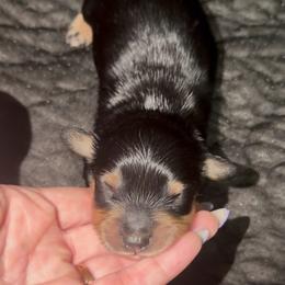 BOY2 DO NOT SUBMIT APPLICATION UNLESS SERIOUS - Black and cream male Dachshund puppy in Wisconsin from Sabe and Shabe’s Doxies