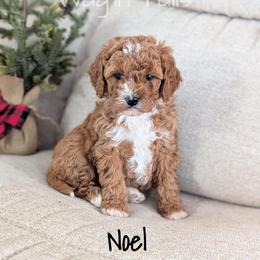 Noel - Red female Cavapoo puppy in Amboy, Indiana from Wag'in Tails