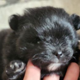Pomeranians from Denise’s Exquisite Pomeranians