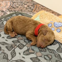 Erlyn - Red  female Goldendoodle puppy in Winter Springs, Florida from Lucky Heart TeddyBear Goldendoodles