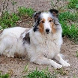 Pembroke Welsh Corgis and Shetland Sheepdogs from Prairie Fen Farm