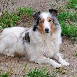 Pembroke Welsh Corgis and Shetland Sheepdogs from Prairie Fen Farm