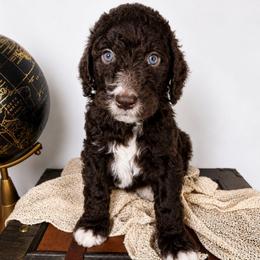 Baloo - Brown and white male Aussiedoodle puppy in Haleyville, Alabama from The Cuddly Dood Ranch
