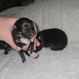 Devin - Black and tan female Pomeranian puppy in Angleton, Texas from Pomeranian Palace, LLC
