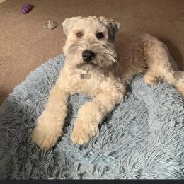 Dorothy - Soft Coated Wheaten Terrier