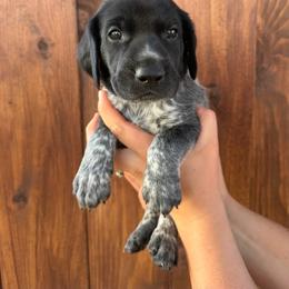 Panther - Black roan male German Shorthaired Pointer puppy in San Tan Valley, Arizona from Upland Valley Kennels