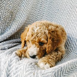 Boy 1 - Goldendoodle puppy in Northport, Alabama from Riverbend Doodles