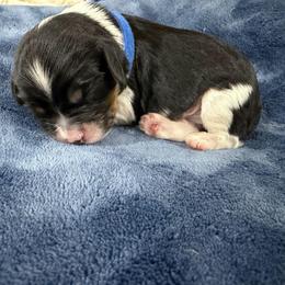 Teddy - Tri-color male Cavalier King Charles Spaniel puppy in Riverside, California from Mia Loves Kingston Cavaliers