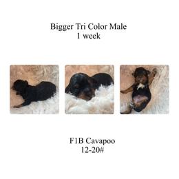 Black-bigger Tri  color - Tri-color male Cavapoo puppy in Clarksville, Iowa from Iowa Heartland Doodles