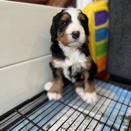 Bernedoodle, Bernese Mountain Dog, and Pyredoodle Puppies from The Canine Society