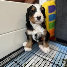 Bernedoodle, Bernese Mountain Dog, and Pyredoodle Puppies from The Canine Society