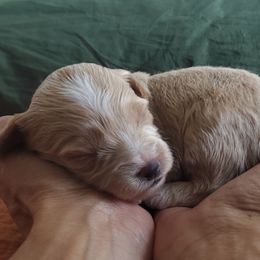 Cavapoo Puppies from Good Shepherd Homestead