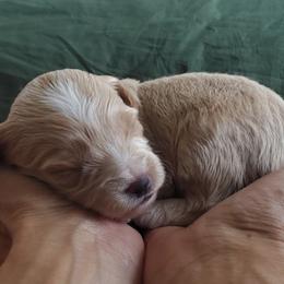Cavapoo Puppies from Good Shepherd Homestead