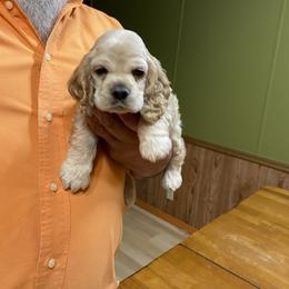 Cocker Spaniel Puppies from Palms Cocker Spaniels of Texas