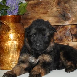 Hot pink collar - Black and red female German Shepherd puppy in Howell, Michigan from Sheyenne Buentello's German Shepherds