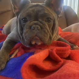 French Bulldog Puppies from Lola’s Frenchies