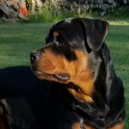 Mona - Rottweiler