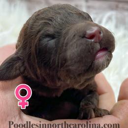 Rhonda - Brown female Poodle puppy in Greenville, North Carolina from Grace Poodles
