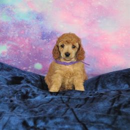 Poodle Puppies from Moyen Majestic Embrace